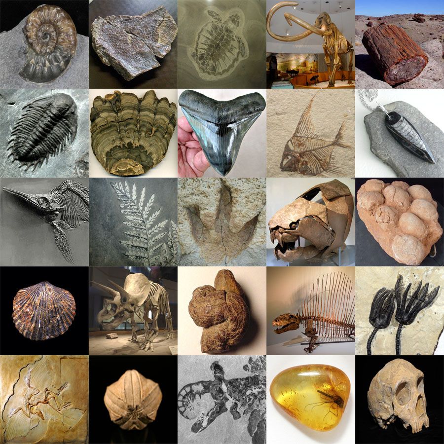 Ancient Fossils Quiz By gooicide